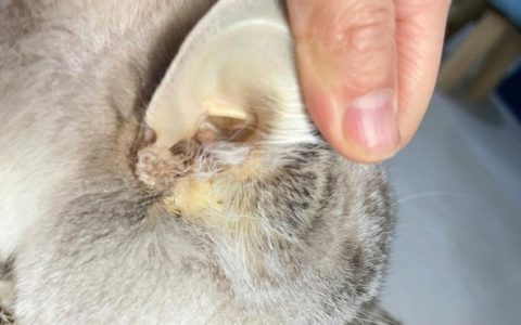 猫咪黄疸几天能退？