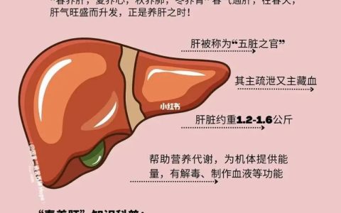 补肝肾最好的方法：中医养生之道