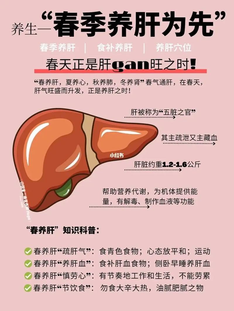 补肝肾最好的方法：中医养生之道
