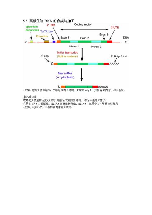 mRNA携带遗传信息吗？
